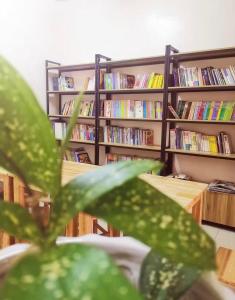 a plant in front of a book shelf with books at Nangyang lodge in Malacca