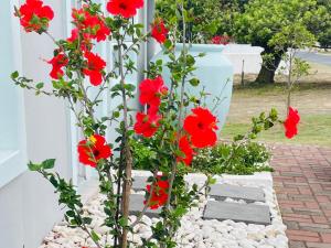 a group of red flowers in front of a house at The Kite Manor in Langebaan