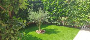 a small tree sitting in the middle of a yard at Gg Home in Sirmione