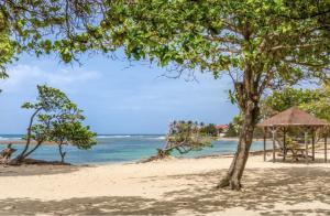 a beach with a tree and a gazebo at O baobab in Saint-François