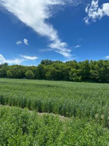 a field of green grass with trees in the background at Gyumri Glamping in Gyumri