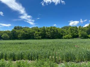 a field of grass with trees in the background at Gyumri Glamping in Gyumri