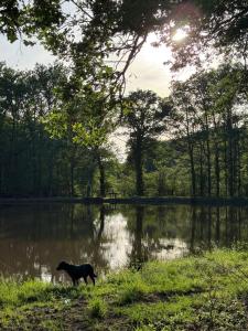 a dog standing in front of a body of water at La Grange aux Etangs - Les Chambres d'hôtes in Sennely