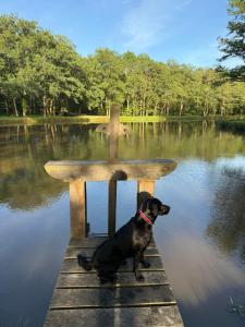 a dog sitting on a dock in the middle of a lake at La Grange aux Etangs - Les Chambres d'hôtes in Sennely