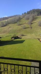 a field of green grass with sheep in it at Willa Cachro in Zakopane +20 photos