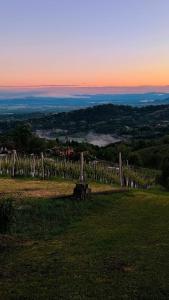 a bench sitting on top of a hill with a vineyard at Casa Rotti - Countryside Retreat near Krško in Krško