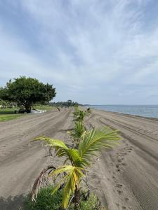 an empty beach with a palm tree on it at J-Stays 2BR Beach Condo at Seafront Residences in San Juan