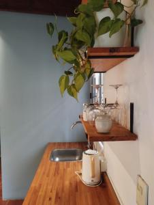 a kitchen counter with a sink and a plant on a shelf at La Adelita in Chascomús
