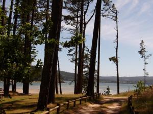 a dirt road next to a beach with trees at Ave del Mar in Camariñas +15 photos