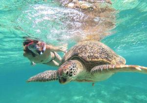 a person swimming next to a turtle in the water at TJ JANSE guest inn in Trincomalee