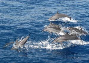 a group of dolphins swimming in the water at TJ JANSE guest inn in Trincomalee