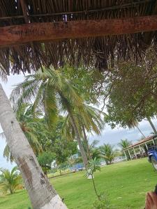 a palm tree in a park with a field at Villa Verde Chalés e Restô in Patos +1 photo