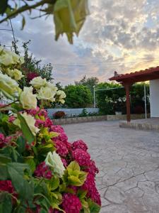 a bunch of pink and white flowers in a courtyard at Villa Semana Ksamil in Ksamil