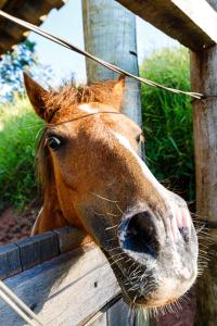 a brown horse looking over a wooden fence at Cabanas do Morro in Serra Negra