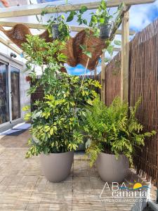 two large pots of plants on a patio at Abadog Canarias in Firgas +49 photos