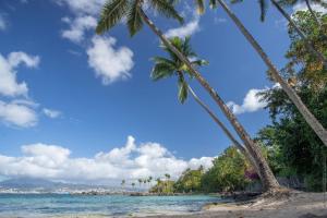 a group of palm trees on a beach at DOUC 'IRMA Appt T3 à 5 mn à pied de la Plage de l'anse à L'âne in Les Trois-Îlets