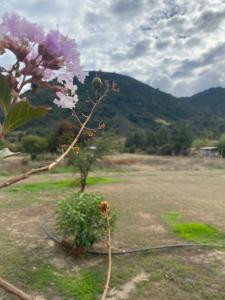 a plant with purple flowers in a field at Refugio para 2 in Santa Cruz