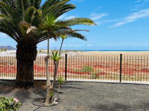 two palm trees next to a fence at the beach at Apartamento Oasis Tamarindo Vista Al Mar in Corralejo