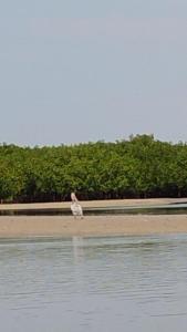 a bird standing on the beach near the water at Villa de luxe Palmarin in Palmarin