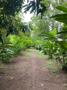 a dirt road in the middle of a forest at Casa Rural Los Bufalos - Farm Stay in Guacimo in Guácimo