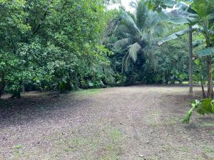 a dirt road in a forest with a palm tree at Casa Rural Los Bufalos - Farm Stay in Guacimo in Guácimo