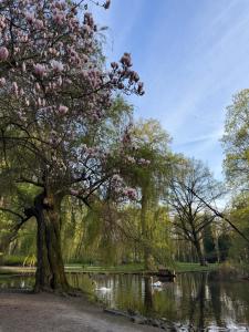 a magnolia tree in a park next to a pond at Żywiec CENTRUM Apartamenty z aneksem kuchennym & łazienką in Żywiec
