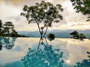 a tree in the middle of a swimming pool at Mabini Sky View in Cebu City