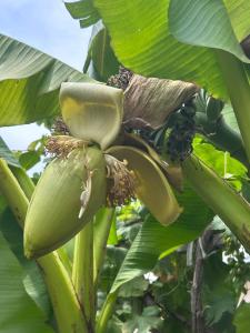 a banana tree with a bunch of bananas on it at Жилье на природе с бассейном in Tashkent