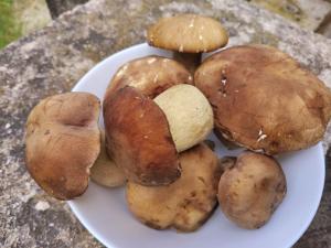 a white plate of mushrooms on a table at Aurora Tara 3 in Zaovine +10 photos