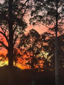 a group of trees with a sunset in the background at Cradle Gateway Chalets in Moina +41 photos