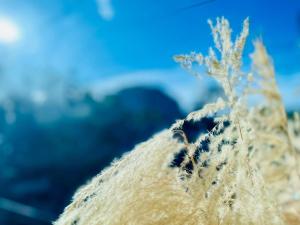 a close up of a plant on the top at Angel Mari a Doradal in Doradal +40 photos