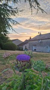 a purple flower on a plant in a yard at B&B Le Chardon in Saint-Gervais-les-Trois-Clochers +23 photos