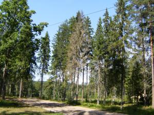 a forest of trees with a dirt road at Kempings Ozolkalns in Cēsis