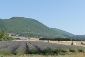 a field of lavender with a hill in the background at Les bois rouges in La Rochegiron +2 photos