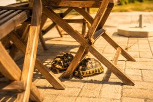 two turtles sitting under a picnic table next to a bench at Sea Mist Villa in Pearly Beach
