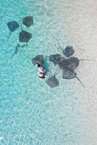 a group of sea turtles swimming in the water at Kaani Palm Beach in Maafushi