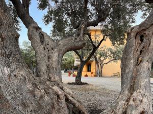 a group of trees in front of a building at Residence Il Pantheon - Fuscaldoapartment in Marina di Fuscaldo +91 photos