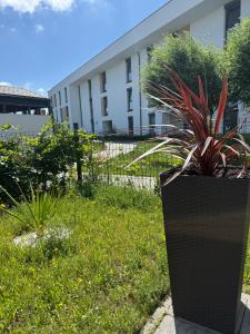 a black planter with a plant in a yard at Apartament Krisa z ogródkiem in Pogórze