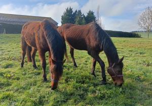 three horses are eating grass in a field at Gîte du Gros Hêtre in Sainte-Beuve-en-Rivière