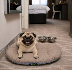 Ein Mops liegt auf einem Hundebett. in der Unterkunft Radisson Hotel City Centre Odesa in Odessa + 29 Fotos