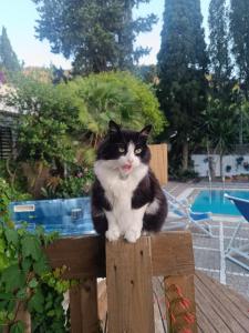 a black and white cat sitting on a wooden fence at Villa Cinque Pini in Casamicciola Terme