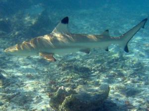 a tiger shark swimming in the water at OK Bungalow in Ko Tao
