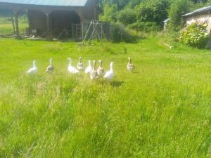 a group of geese walking in a field of grass at La mouche de mai in Fécamp +4 photos