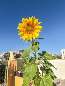 a yellow sunflower with a blue sky in the background at Villa GioCar in Castelsardo +12 photos