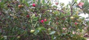an apple tree with lots of fruits on it at Quinta Sinaí in Encarnación +2 photos