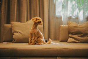 a small brown dog sitting on a couch at Evangelisti Palace in Bellaria-Igea Marina +127 photos