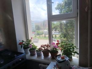 a window with a bunch of potted plants on a window sill at Beka guest house in Karakol