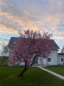 a tree with pink flowers in front of a building at Isomegård Väte Gotland in Klintehamn