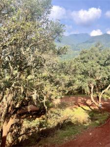 a group of trees with mountains in the background at La Misión Hotel Chignahuapan in Chignahuapan