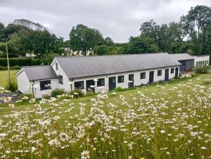 a field of daisies in front of a building at Vineyard Barns Gower in Swansea
